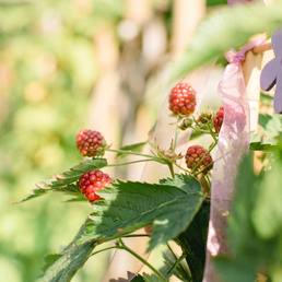 Reifende Himbeeren – regionale Zutaten aus der Umgebung